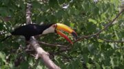 Toucan